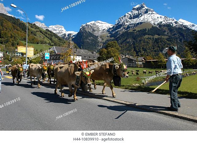 Switzerland, Europe, Engelberg, Canton Obwalden, Mount Hahnen, cattle, cows, decorated, farming, farmer, alp, alps, mo