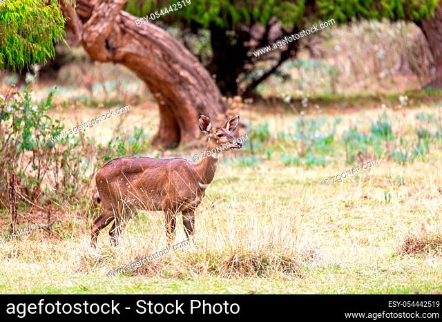 Beautiful animal, female of Mountain Nyala in natural habitat. Endemic antelope, Bale mountains Ethiopia, safari wildlife