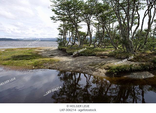 Forest and lake at Reserva Nacional Laguna Parrillar, Near Punta Arenas, Magallanes y de la Antartica Chilena, Patagonia, Chile, South America, America