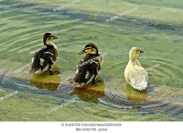 Three Mallard (Anas platyrhynchos) ducklings standing in the water