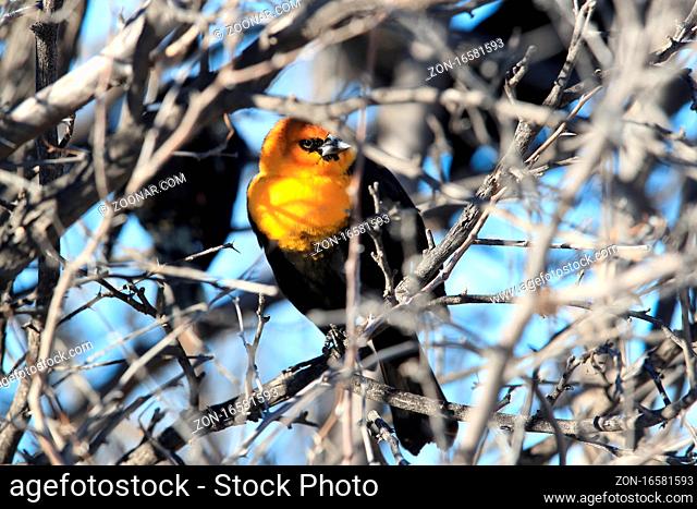 yellow-headed blackbird (Xanthocephalus xanthocephalus) Bosque del Apache New Mexico USA