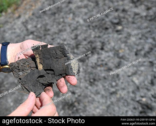 28 May 2020, Hessen, Messel: Marie-Luise Frey, Managing Director of the Welterbe Grube Messel gGmbH, holds pieces of oil shale in her hands at the Messel mine...