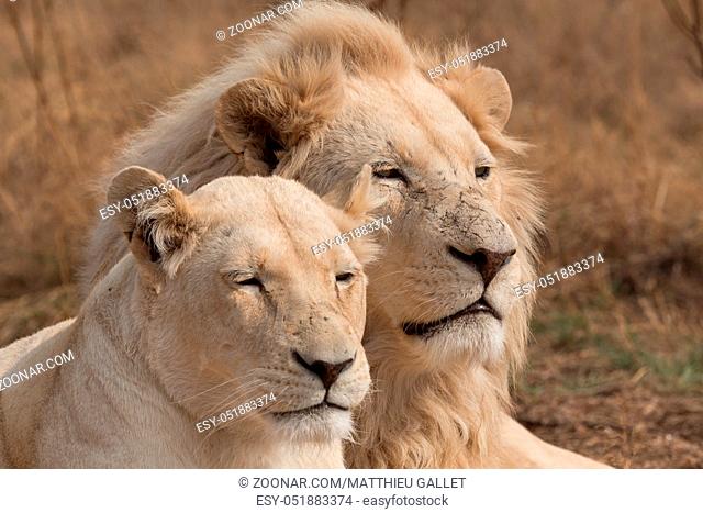 Couple of white lions
