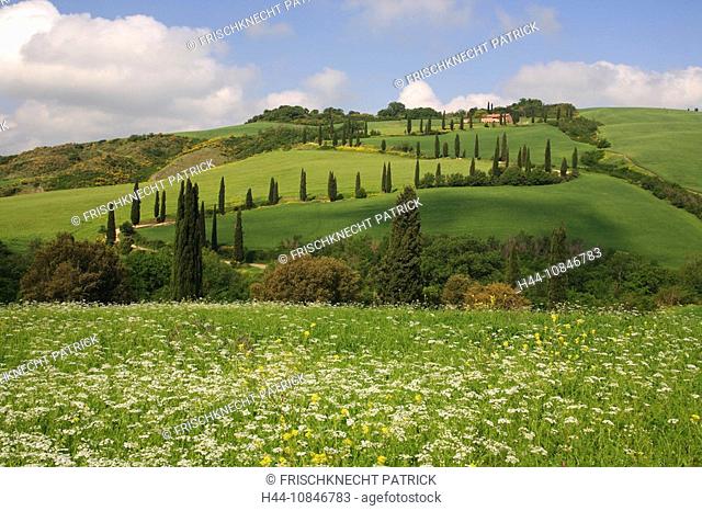Italy, Europe, Tuscany, Toscana, hills, hill, scenery, landscape, nature, landscape, cypresses, cypress trees, avenue