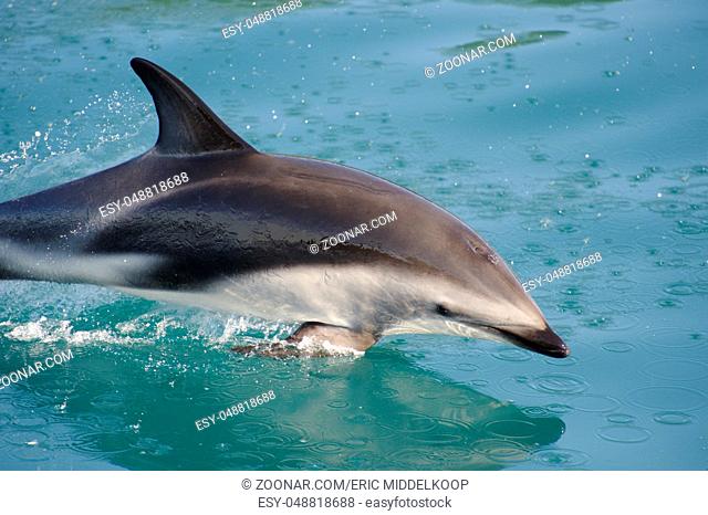Dusky Dolphin playing, Kaikoura Coast, South Island, New Zealand