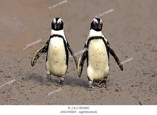 Jackass Penguin, Spheniscus demersus, Betty's Bay, South Africa, Africa, adult couple walking on beach