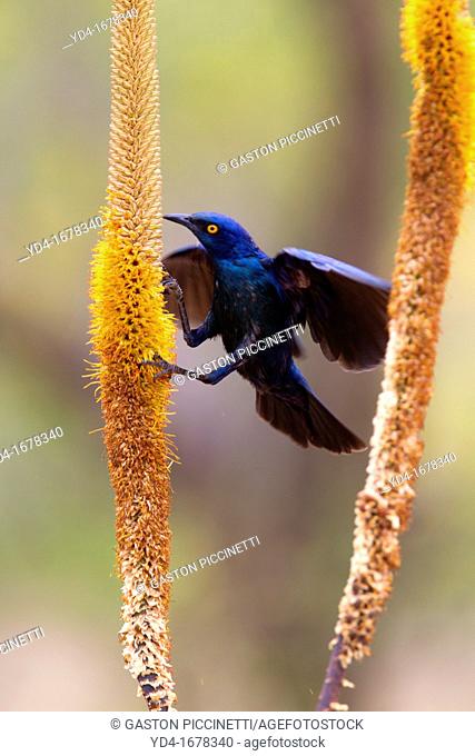 Cape Glossy Starling Lamprotornis nitens, on the Skirt aloe Aloe aloides, Kruger National Park, South Africa