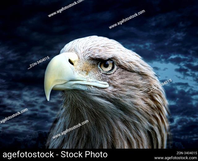 Eagle in the wild nature