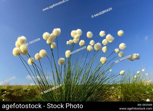 Fruitful hare's-tail cottongrass (Eriophorum vaginatum), Oldenburger Münsterland, Goldenstedter Moor, Goldenstedt, Lower Saxony, Germany, Europe