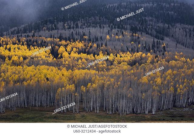 Fall colors have arrived in the Aspen Tree forests of Colorado near Montrose