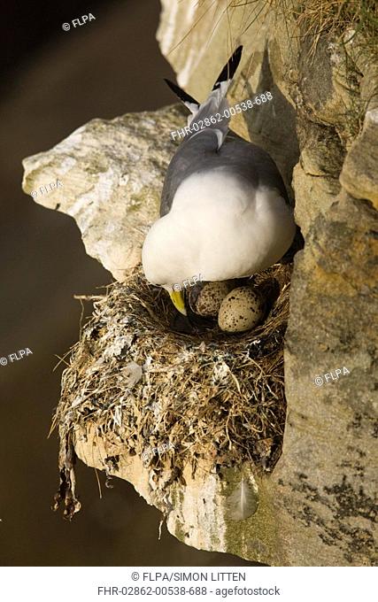 Kittiwake Rissa tridactyla adult, tending eggs in nest, Farne Islands, Northumberland, England