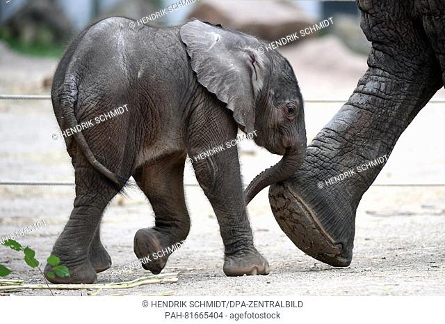 The new born elephant calf stays close to its mother Tana as it explores its enclosure at the zoo in Halle/Saale, Germany, 30 June 2016