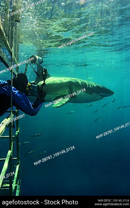 These award winning photographs by Douglas David Seifert of Great White sharks were taken off the coast off Guadalupe, Mexico