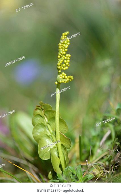 Moonwort grape-fern (Botrychium lunaria), with sporangies, Switzerland