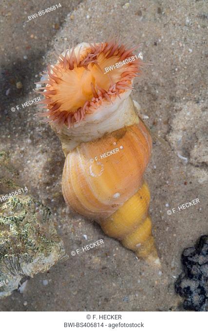 Hormathia digitata (Hormathia digitata, Hormathia margaritae, Tealia digitata), on a Neptunea snail