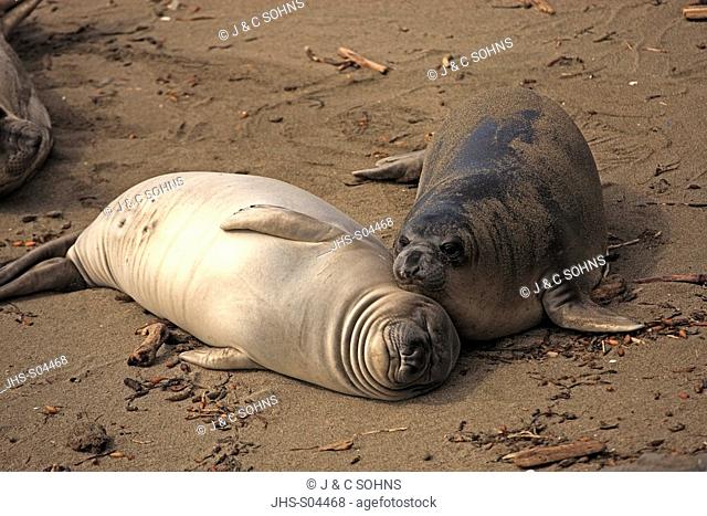 Northern Elephant Seal, Mirounga angustirostris, Piedras Blancas, California, USA, two youngs at beach