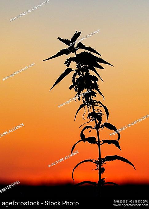 20 September 2020, Brandenburg, Sieversdorf: A nettle can be seen in front of the colourful evening sky. Photo: Patrick Pleul/dpa-Zentralbild/ZB