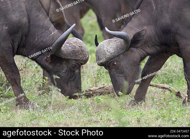 African Buffalo (Syncerus caffer), two males fighting, Mpumalanga. South Africa