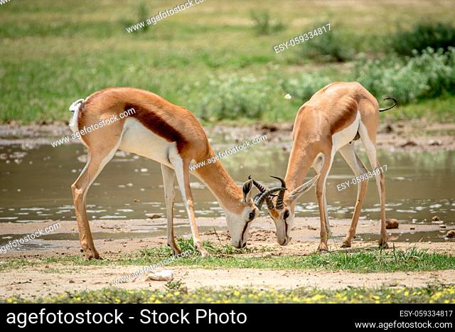 Two Springsboks fighting in the Kalagadi Transfrontier Park, South Africa