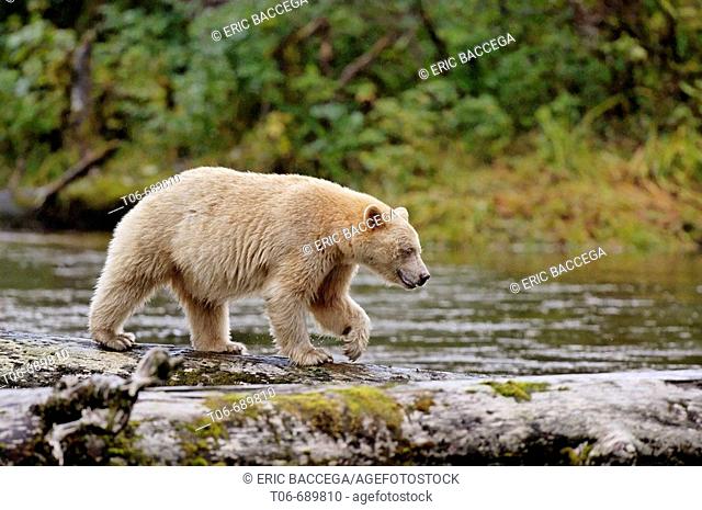 Spirit bear (Ursus americanus Kermodei) on Princess Royal Island, British Columbia, Canada. This bear is a rare subspecie of the american black bear (Ursus...