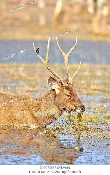 India, Rajasthan state, Ranthambore National Park, Sambar deer (Rusa unicolor), adult male feeding on aquatics plants in a marsch