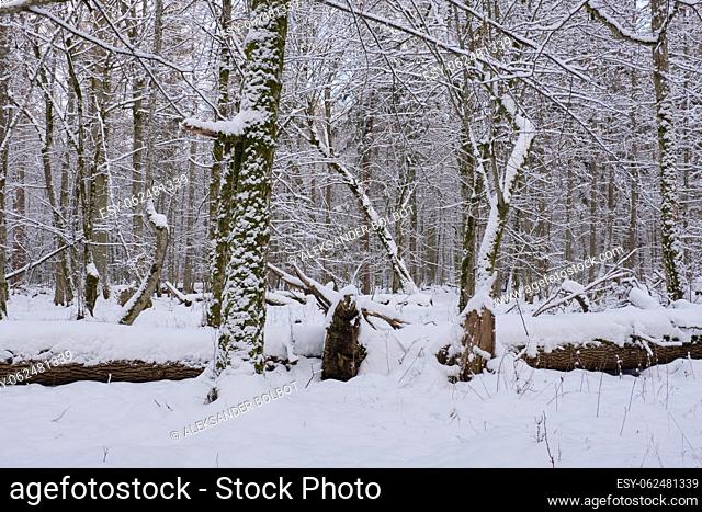 Wintertime landscape of snowy deciduous stand in snowfall, Bialowieza Forest, Poland, Europe