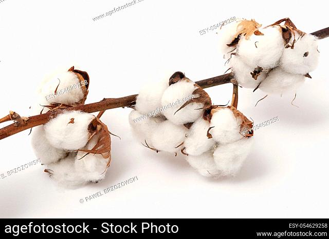 Sprig of cotton with blossoms on a white background. Close up