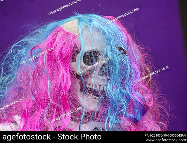 30 October 2023, Hesse, Wiesbaden: A Halloween skeleton with a colorful wig is set up in a front yard for decoration purposes