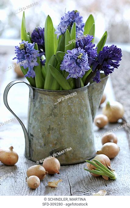Hyacinths in a metal jug with small onions