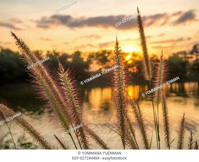 Closeup Feather Pennisetum, Mission grass along the marsh at sunset, Defocus background