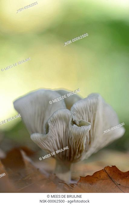 Aniseed Toadstool (Clitocybe odora) standing, The Netherlands, Noord-Brabant, Wouwse plantage