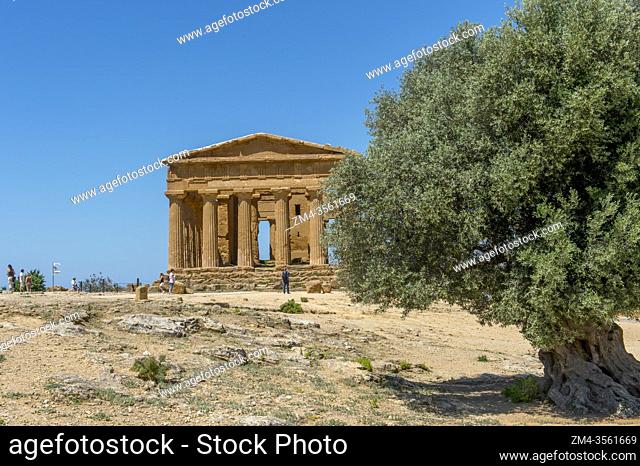 Ancient olive tree in front of the Temple of Concordia (Greek: Harmonia) , built c. 440-430 BC, is an ancient Greek temple of the ancient city of Akragas