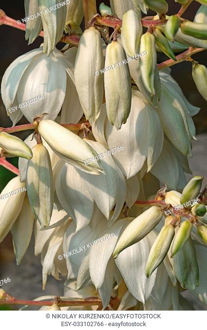 Common yucca (Yucca filamentosa). Called Adam's needle, Spanish bayonet, Bear-grass, Needle-palm, Silk-grass and Spoon-leaf yucca also