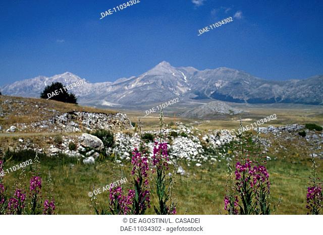 Specimens of Rosebay Willowherb (Epilobium angustifolium) with Gran Sasso in the background, Gran Sasso and Monti della Laga National Park, Abruzzo, Italy