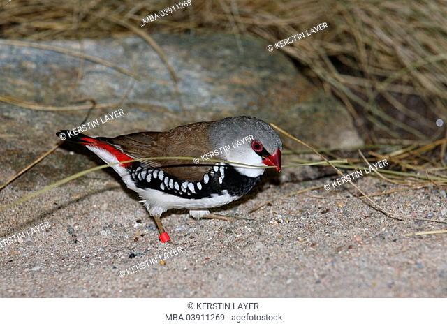 Diamond-finch, Stagonopleura guttata, sand-ground, animal, bird, sparrow-bird, sing-bird, splendor-finch, sand, rings beak, grass-stalk Nistmaterial aviary
