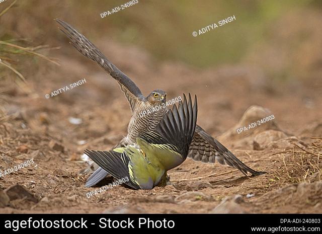 Female Eurasian sparrowhawk Accipiter nisus attacking a Yellow Footed Green pigeon on a forest track in Ranthambhore national park, India