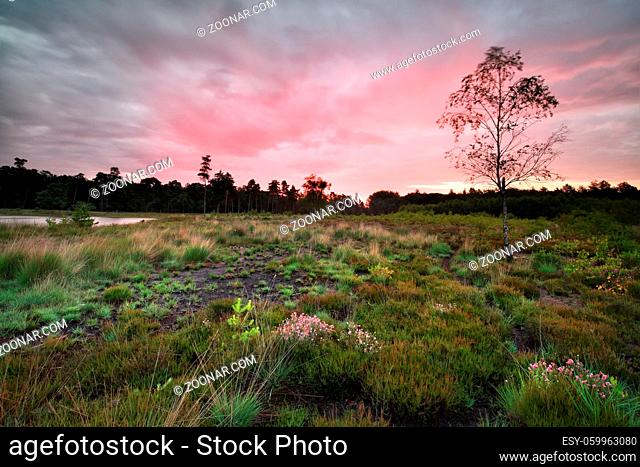 rainy sunrise over forest meadow, Drenthe, Netherlands