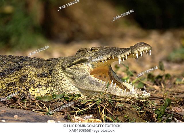 Nile crocodile near Murchison Falls, uganda