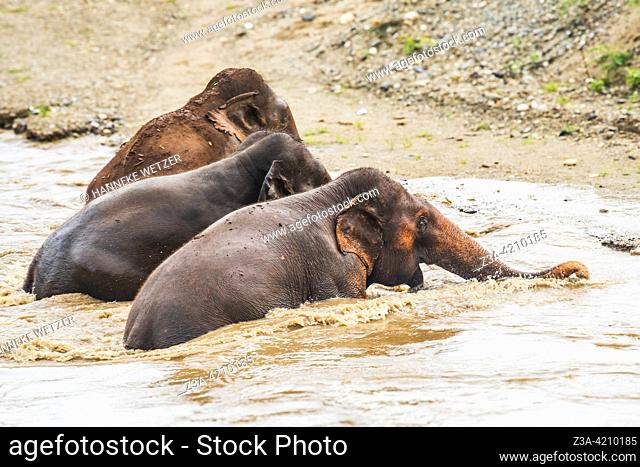 Three elephants swimming in a river in Thailand