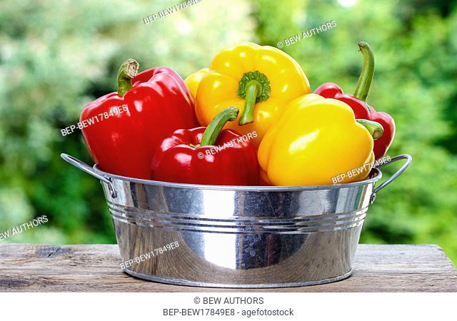 Fresh colorful peppers in silver bucket on wooden table in lush summer garden