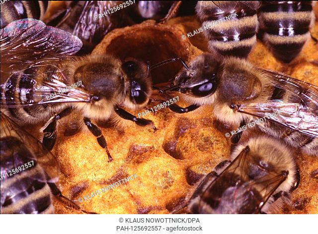 Working bees on a brood comb during feed exchange. Kleinschmalkalden, Thuringia, Germany, Europe.Date: June 20, 2019 | usage worldwide
