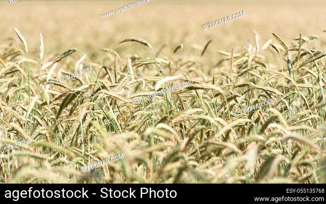 Weizenähren. Wheat heads