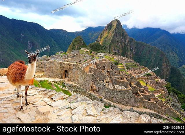 Llama standing at Machu Picchu overlook in Peru. In 2007 Machu Picchu was voted one of the New Seven Wonders of the World