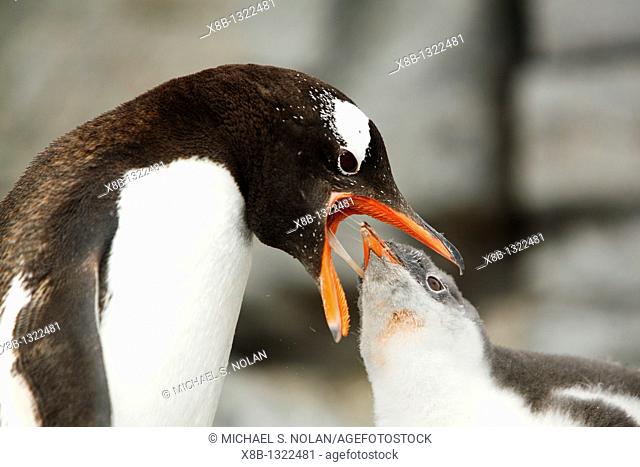 Gentoo penguin Pygoscelis papua parent feeding downy chick on Jougla Point, Wiencke Island, near the Antarctic Peninsula