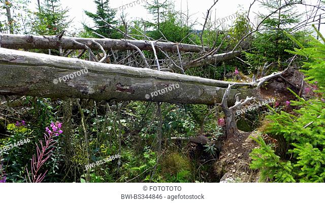 toppled trees and young spruces on storm damaged forest area by hurricane Kyrill, Germany, North Rhine-Westphalia, Sauerland