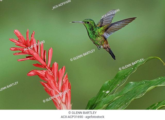 Copper-rumped Hummingbird Amazilia tobaci erythronotus flying while feeding at a flower in Trinidad and Tobago