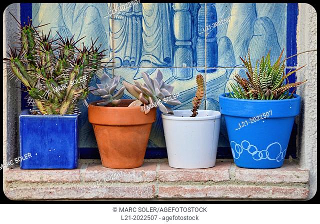 Four potted plants with plants inside. Daylight. Sabadell, Barcelona province Catalonia, Spain