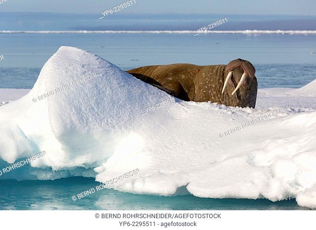 Walrus (Odobenus rosmarus) lying on ice floe, Hinlopenstretet, Spitsbergen, Svalbard