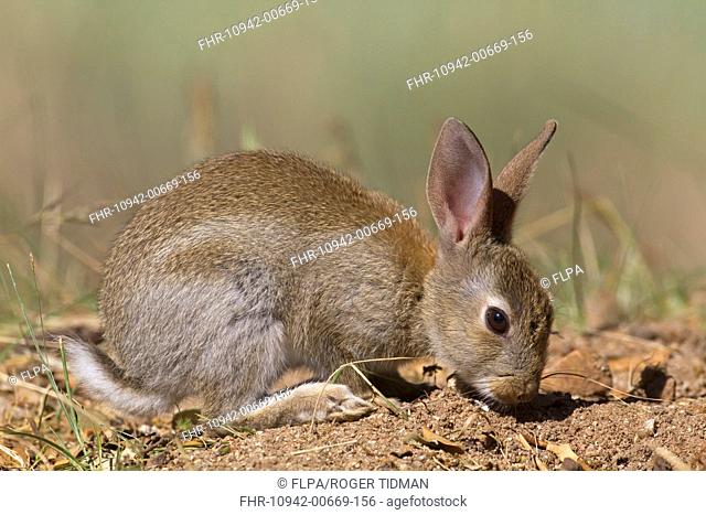 European Rabbit Oryctolagus cuniculus young, sniffing ground, Castilla y Leon, Spain, june