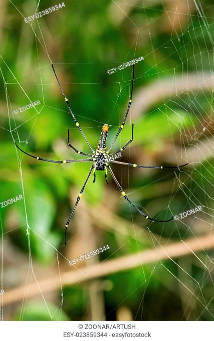 Close up Giant spider on the web (Nephila pilipes)